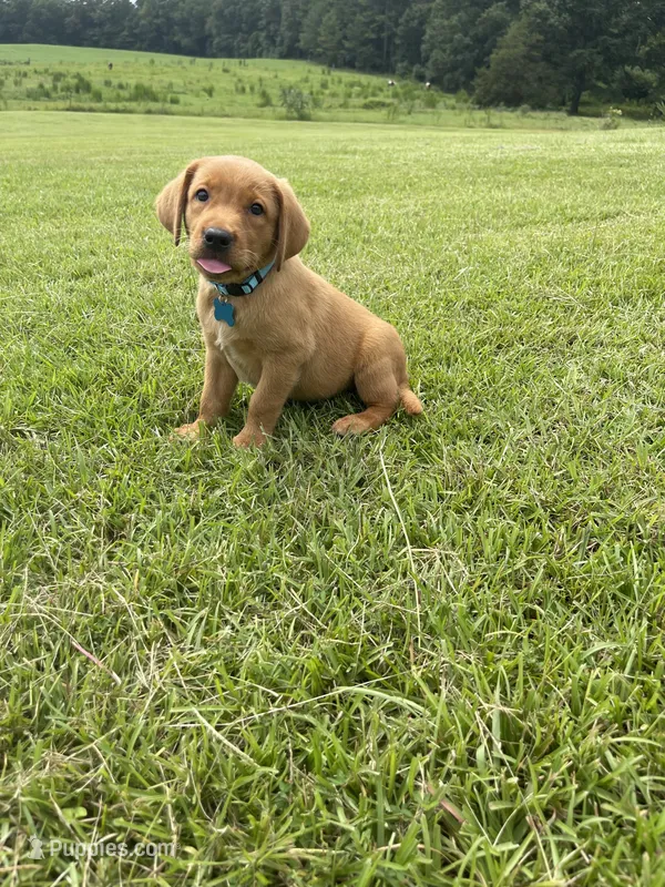 Lana – Labrador Retriever puppy for sale in Sulligent, AL