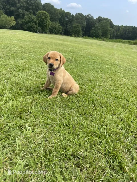 Rose – Labrador Retriever puppy for sale in Sulligent, AL