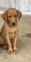 Lana, a female Labrador Retriever for sale in Sulligent, AL – 1 of 1