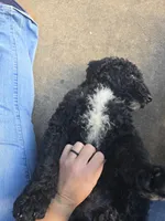 Major, a male Miniature Goldendoodle for sale in Clover, SC – 5 of 6