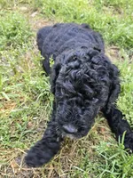 Major, a male Miniature Goldendoodle for sale in Clover, SC – Photo 1 of 3
