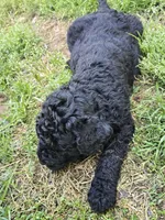 Major, a male Miniature Goldendoodle for sale in Clover, SC – Photo 2 of 3