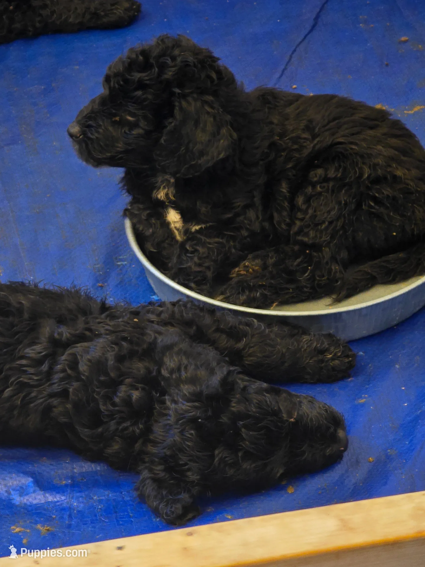 Major, a male Miniature Goldendoodle for sale in Clover, SC – Photo 3 of 3