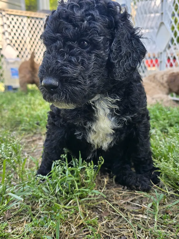 Stinker – Miniature Goldendoodle puppy for sale in Clover, SC