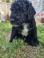 Stinker, a male Miniature Goldendoodle for sale in Clover, SC – Photo 1 of 5