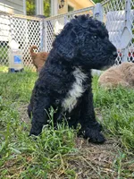 Stinker, a male Miniature Goldendoodle for sale in Clover, SC – Photo 2 of 5