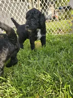 Stinker, a male Miniature Goldendoodle for sale in Clover, SC – Photo 3 of 5