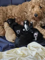 Stinker, a male Miniature Goldendoodle for sale in Clover, SC – Photo 5 of 5