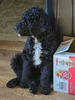 Major, a male Miniature Goldendoodle for sale in Clover, SC – 6 of 6