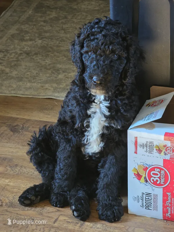 Major – Miniature Goldendoodle puppy for sale in Clover, SC