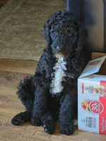 Major, a male Miniature Goldendoodle for sale in Clover, SC – 1 of 6