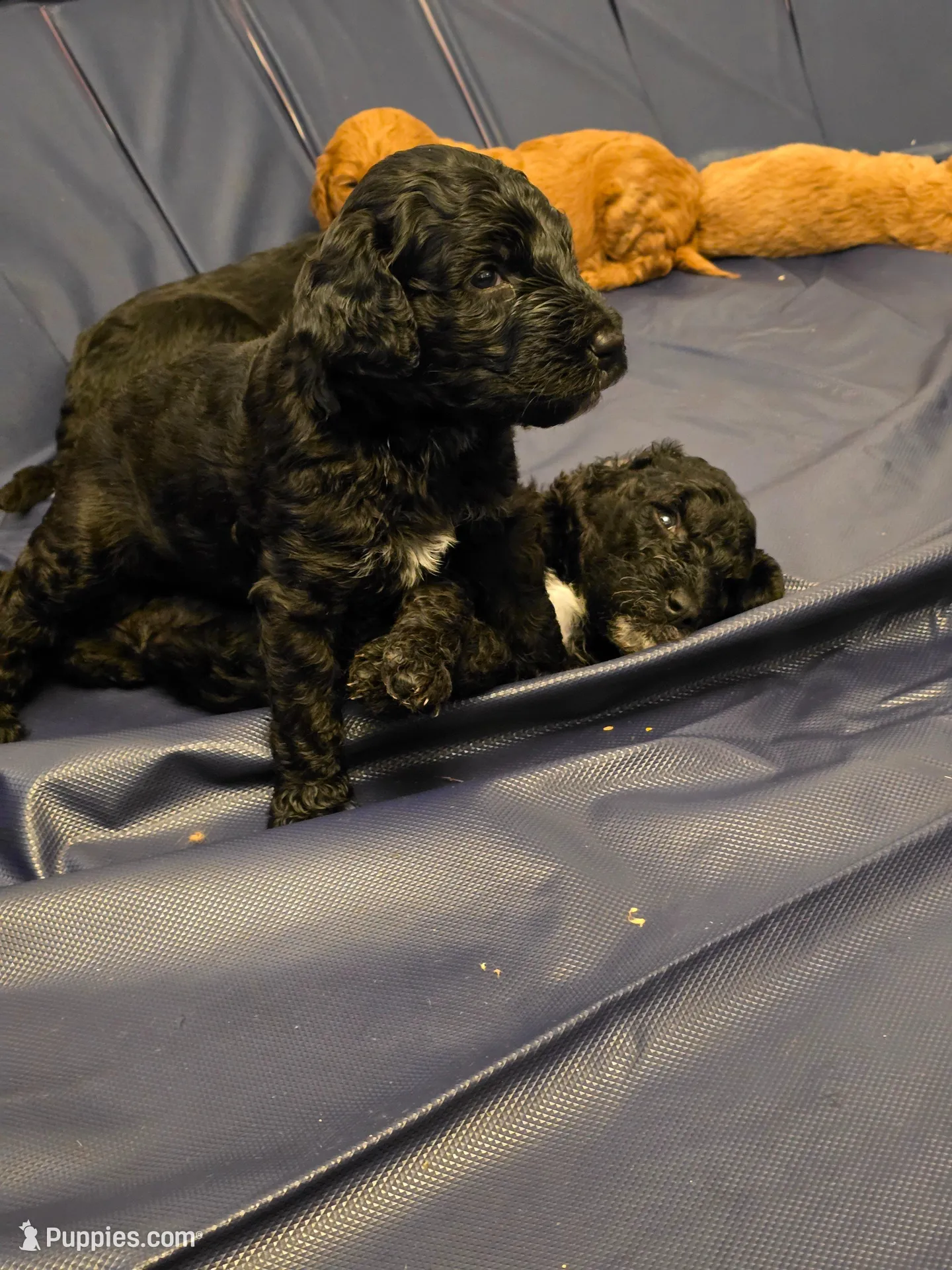 Jinx, a male Miniature Goldendoodle for sale in Clover, SC – Photo 4 of 4