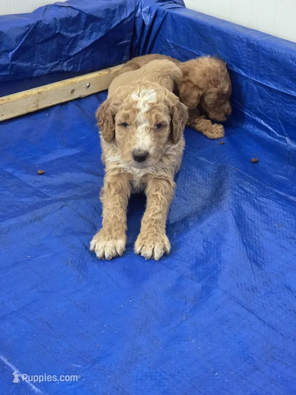Keen, a male Miniature Goldendoodle for sale in Clover, SC – 1 of 5