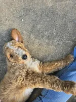Keen, a male Miniature Goldendoodle for sale in Clover, SC – 4 of 5