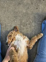 Keen, a male Miniature Goldendoodle for sale in Clover, SC – 5 of 5