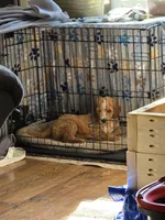 Keen, a male Miniature Goldendoodle for sale in Clover, SC – 2 of 5