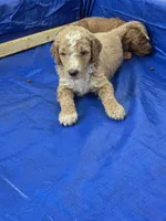 Keen, a male Miniature Goldendoodle for sale in Clover, SC – 3 of 5