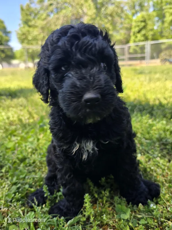Jinx – Miniature Goldendoodle puppy for sale in Clover, SC