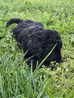 Jinx, a male Miniature Goldendoodle for sale in Clover, SC – Photo 2 of 4