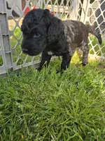 Jinx, a male Miniature Goldendoodle for sale in Clover, SC – Photo 3 of 4