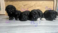 Female 1, a female Poodle - Toy  for sale in Covington, GA – 2 of 4