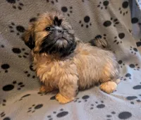 Boy 2 fur baby, a male Shih Tzu for sale in Covington, GA – Photo 1 of 3