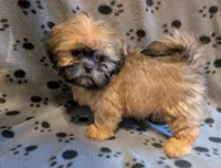 Boy 2 fur baby, a male Shih Tzu for sale in Covington, GA – Photo 3 of 3