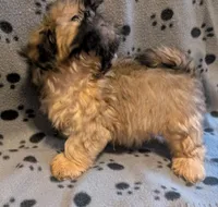 Boy 2 fur baby, a male Shih Tzu for sale in Covington, GA – Photo 2 of 3