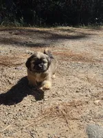 Boy 3 (Grey collar), a male Shih Tzu for sale in Covington, GA – 2 of 3