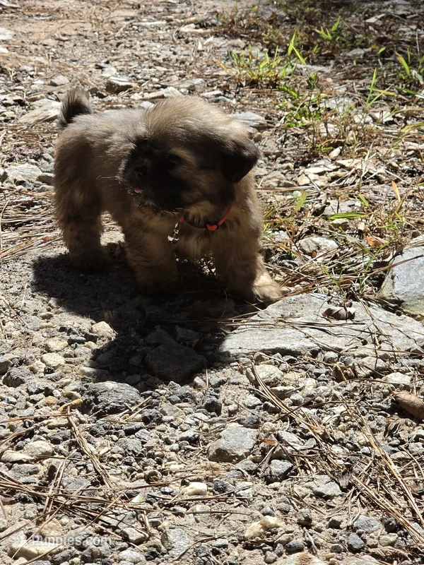 Boy 4 (red collar) – Shih Tzu puppy for sale in Covington, GA