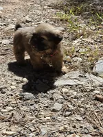 Boy 4 (red collar), a male Shih Tzu for sale in Covington, GA – 1 of 1