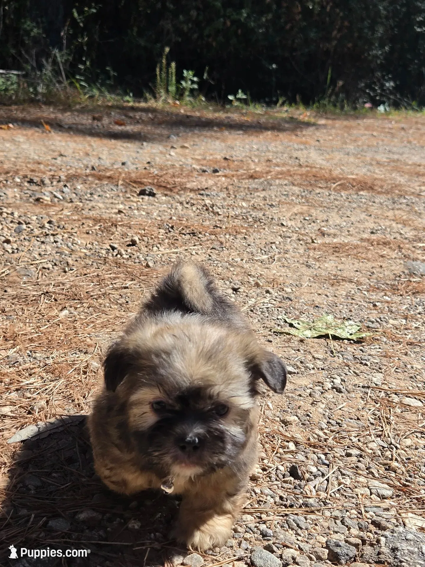 Boy 2 (Blue collar), a male Shih Tzu for sale in Covington, GA – 2 of 4