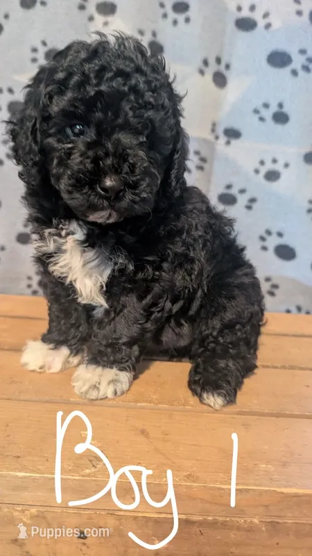 MALE 1 – Poodle - Toy  puppy for sale in Covington, GA