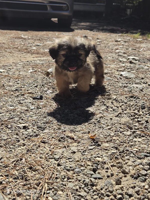 Boy 3 (Grey collar) – Shih Tzu puppy for sale in Covington, GA