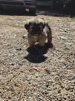 Boy 3 (Grey collar), a male Shih Tzu for sale in Covington, GA – 1 of 3