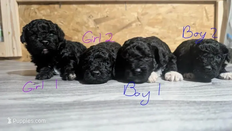 Female 2 – Poodle - Toy  puppy for sale in Covington, GA
