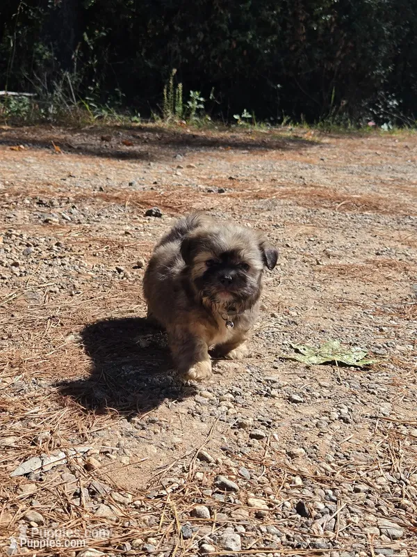 Boy 2 (Blue collar) – Shih Tzu puppy for sale in Covington, GA