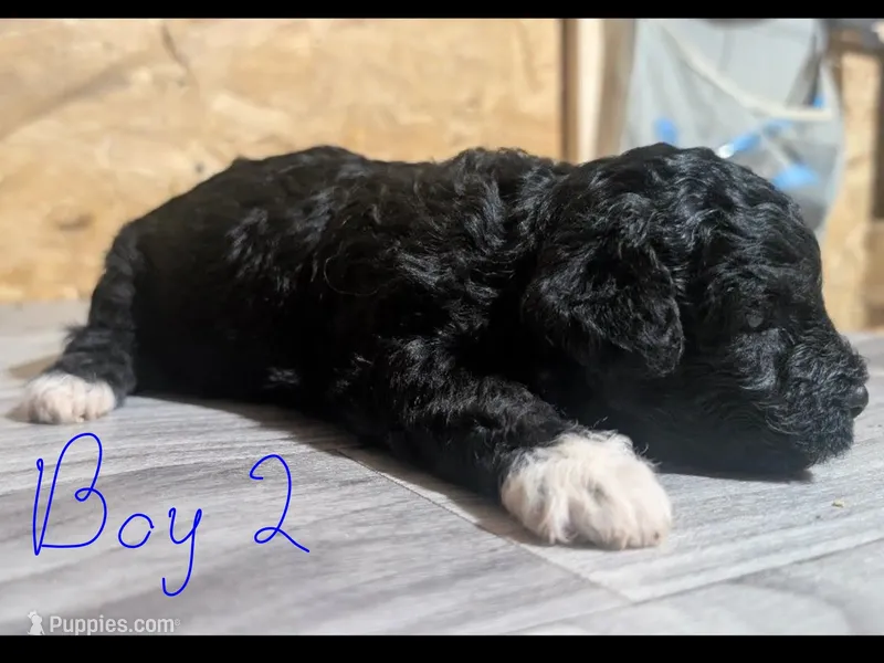 Male 2 – Poodle - Toy  puppy for sale in Covington, GA