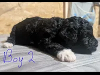 Male 2, a male Poodle - Toy  for sale in Covington, GA – 1 of 4