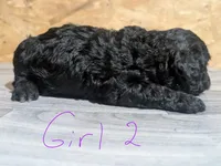 Female 2, a female Poodle - Toy  for sale in Covington, GA – 3 of 4