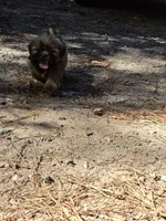 Boy 1 (Green collar), a male Shih Tzu for sale in Covington, GA – 2 of 4