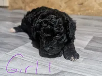 Female 1, a female Poodle - Toy  for sale in Covington, GA – 4 of 4