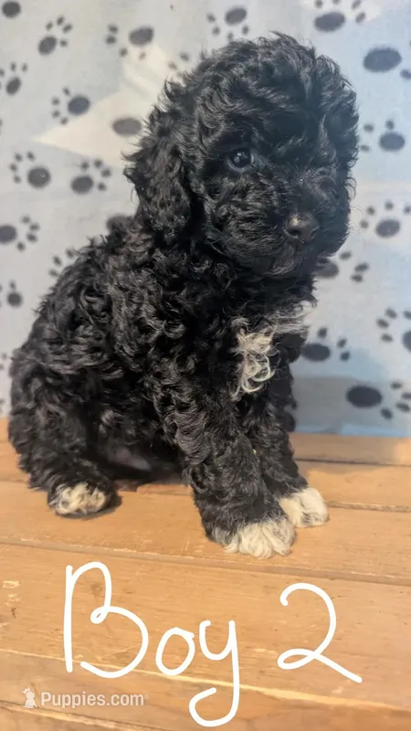 Male 2 – Poodle - Toy  puppy for sale in Covington, GA