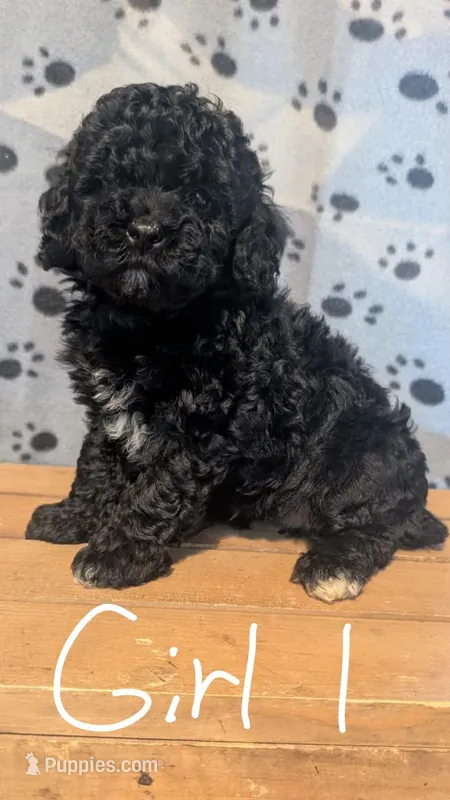 Female 1 – Poodle - Toy  puppy for sale in Covington, GA