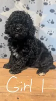 Female 1, a female Poodle - Toy  for sale in Covington, GA – 1 of 4