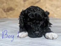 MALE 1, a male Poodle - Toy  for sale in Covington, GA – 3 of 4