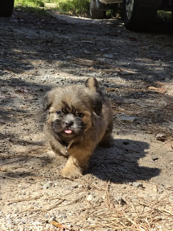 Boy 1 (Green collar) – Shih Tzu puppy on hold in Covington, GA