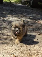 Boy 1 (Green collar), a male Shih Tzu for sale in Covington, GA – 1 of 4