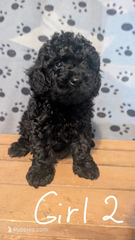 Female 2 – Poodle - Toy  puppy for sale in Covington, GA