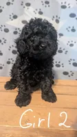 Female 2, a female Poodle - Toy  for sale in Covington, GA – 2 of 4